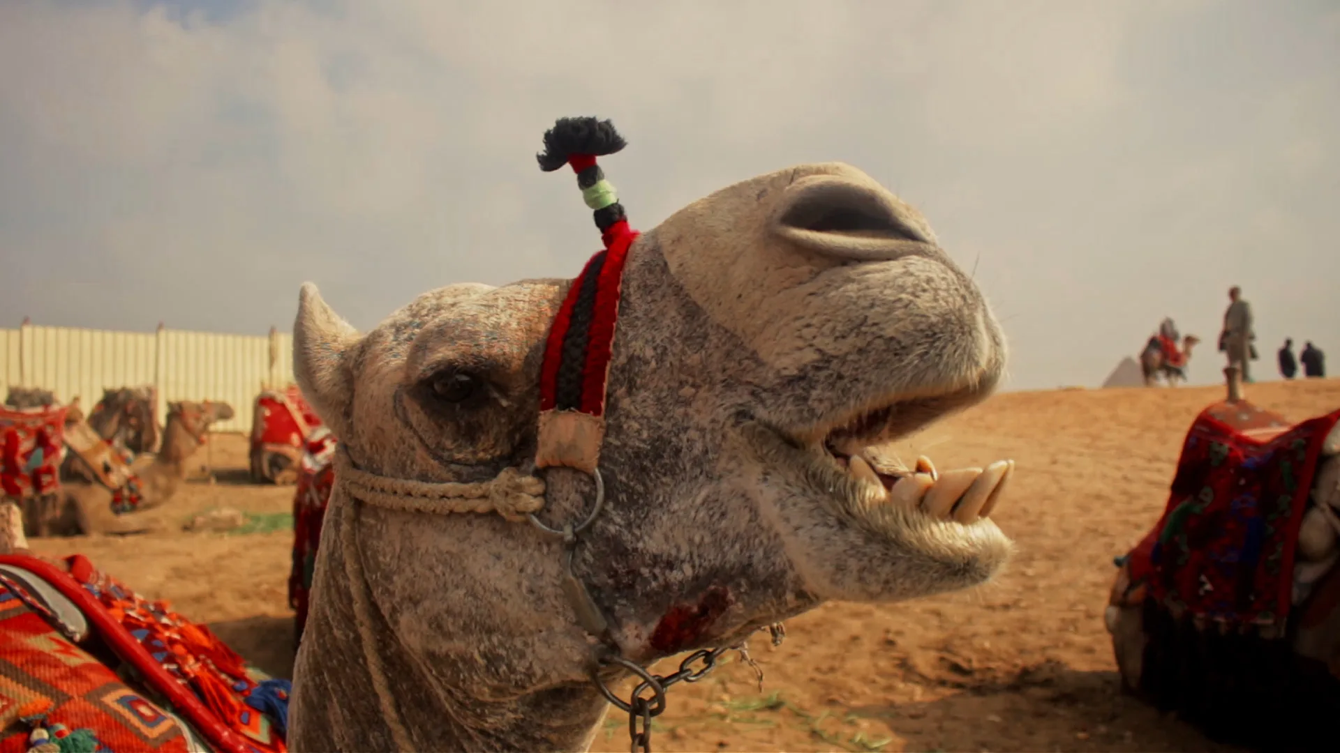 Egypt Documentary 03